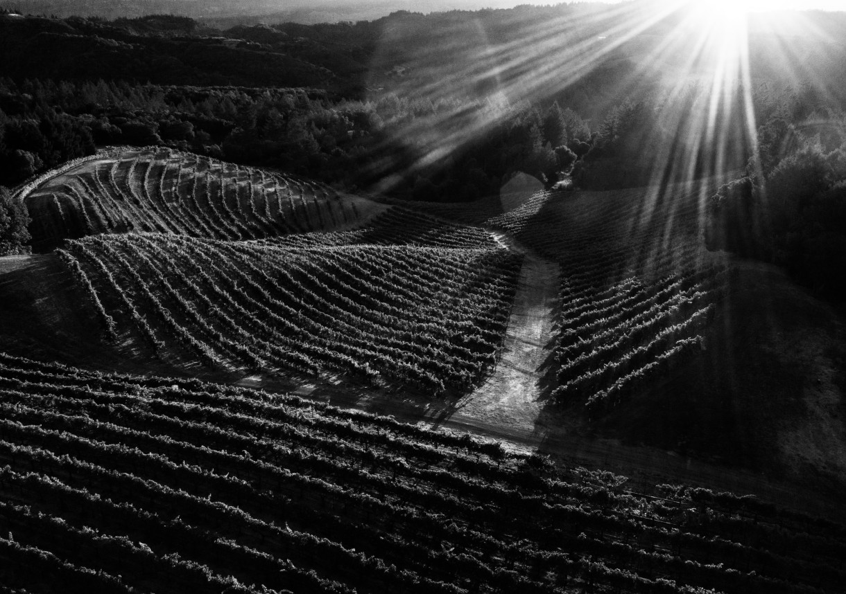 Cardinale Mt.Veeder Estate Vineyard